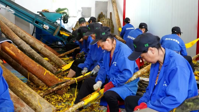 宝兴：中药材开出致富