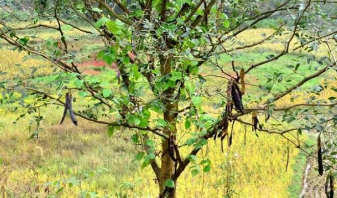 贵州织金：奋力将皂角